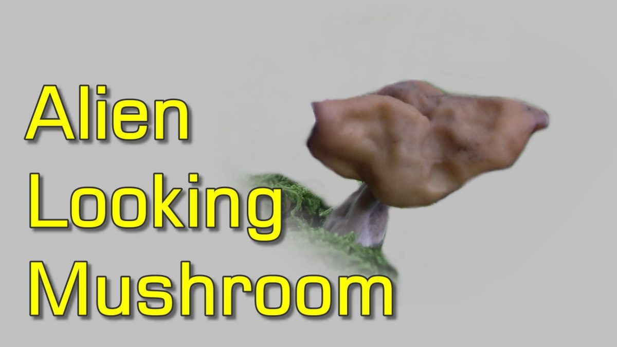 Alien Looking Mushroom I Came Across – Possible Elfin Saddle (Gyromitra Infula)