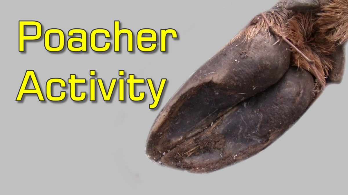 Found Hoof and Bones from Deer – Possible Poacher Activity