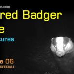 My Adventures at Injured Badger Hole - Episode 06 (Badger Pair SPECIAL)