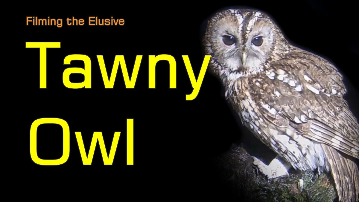 Tawny Owl (Strix Aluco) - Filming the Elusive Bird of Prey