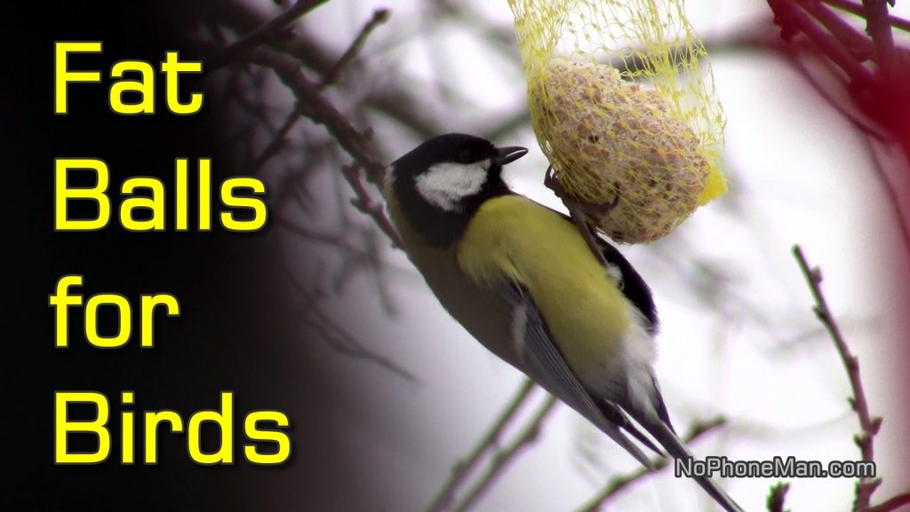 Fat Balls for Birds - Feeding Tits and Sparrows in Winter