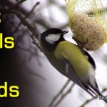 Fat Balls for Birds - Feeding Tits and Sparrows in Winter