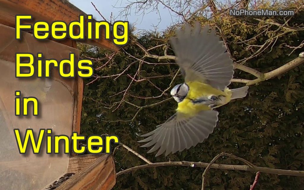Feeding Songbirds in Winter - Great Tits, Blue Tits and Willow Tits