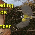 Feeding Songbirds in Winter - Great Tits, Blue Tits and Coal Tits