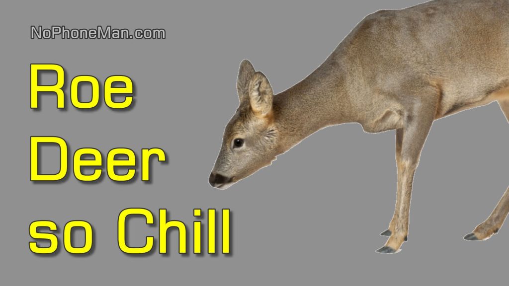 My Encounters with Chill Roe Deer Trio Capreolus Capreolus