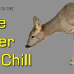 My Encounters with Chill Roe Deer Trio (Capreolus Capreolus)