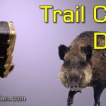My Trail Cam at Animal Scratchpost Is Dead After Capturing Wild Boars