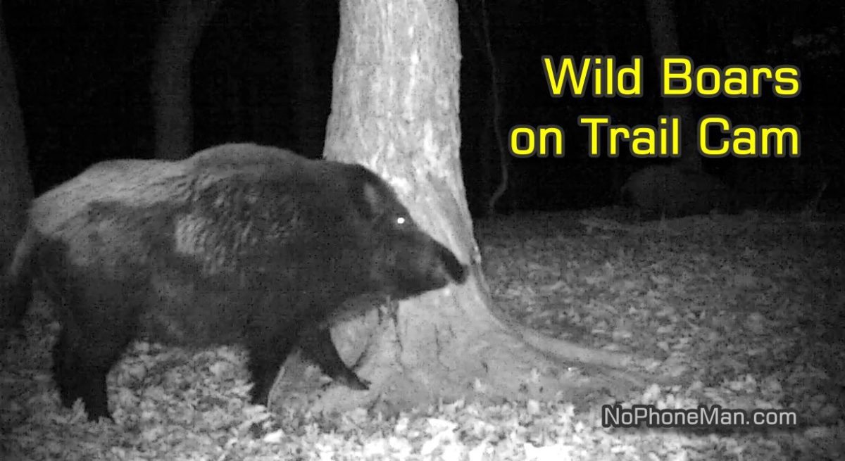 New Trail Cam Set Up at New Scratchpost – Trail Cam Fails, Scratchpost Delivers