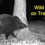 New Trail Cam Set Up at New Scratchpost - Trail Cam Fails, Scratchpost Delivers