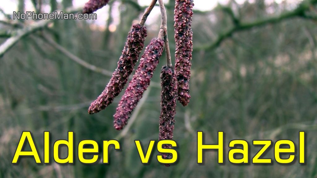 Alder Tree (Alnus sp.) - How to Identify and Know Difference from Hazel