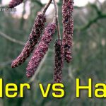 Alder Tree (Alnus sp.) - How to Identify and Know Difference from Hazel