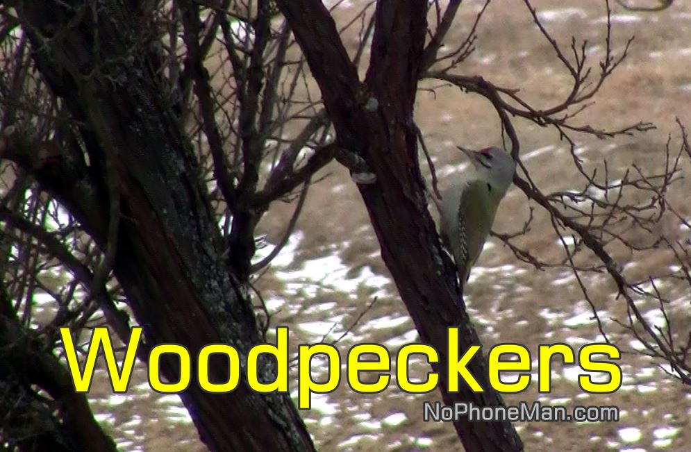 Bird Droppings Reveal Nesting Location of Woodpecker Decker
