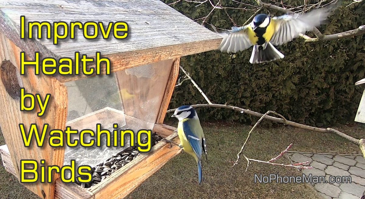 Birding and Ornitherapy - How to Improve Health Watching Wild Birds
