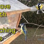 Birding and Ornitherapy - How to Improve Health Watching Wild Birds