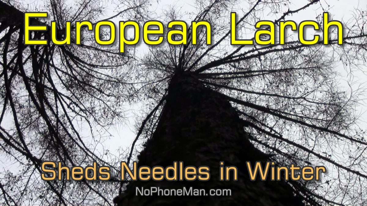 European Larch (Larix Decidua) – Conifer That Sheds Leaves Like Deciduous Trees