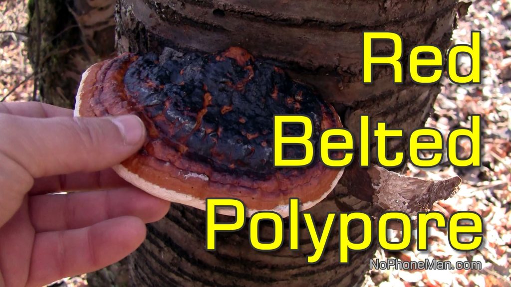 How to Identify Red-Belted Polypore (Fomitopsis Pinicola) - Shelf Fungus with Medicinal Properties