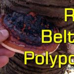 How to Identify Red-Belted Polypore (Fomitopsis Pinicola) - Shelf Fungus with Medicinal Properties