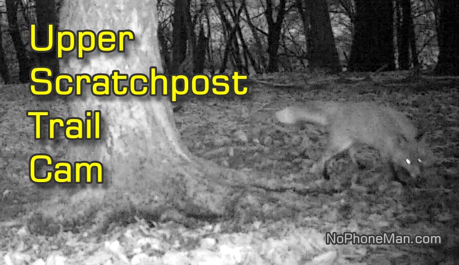 Wild Boars, Foxes and Deer Captured on Trail Cam at Upper Scratchpost