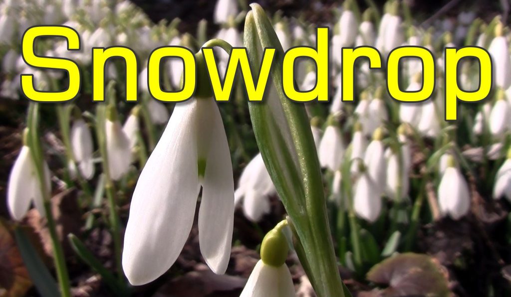 Common Snowdrop (Galanthus Nivalis) - Perennial Plant Which Blooms in Winter