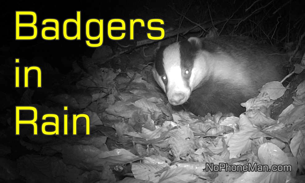 Compilation of European Badgers Caught on Trail Cam at Sett Entrance in Fall
