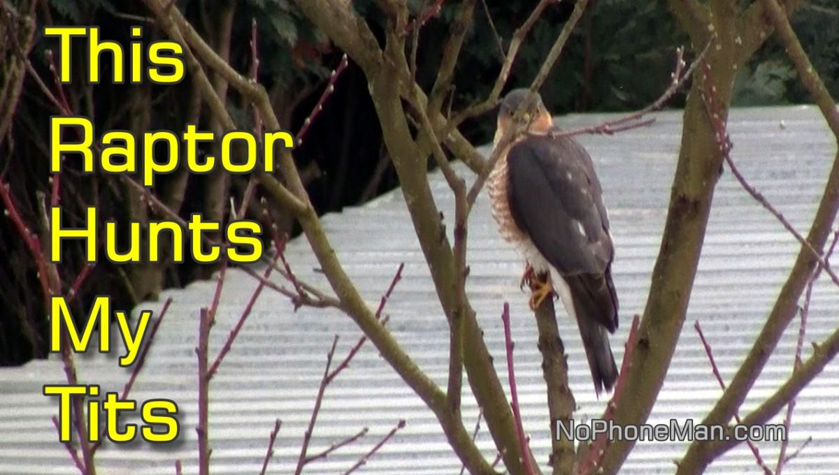 Eurasian Sparrowhawk (Accipiter Nisus) – Bird of Prey Who Hunts My Songbirds