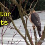 Eurasian Sparrowhawk (Accipiter Nisus) - Bird of Prey Who Hunts My Songbirds