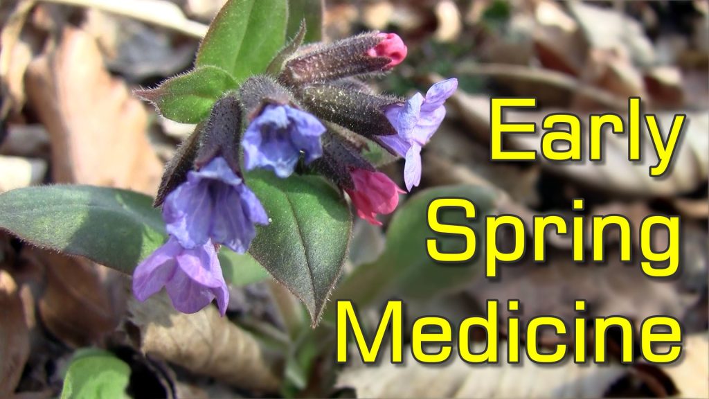 Lungwort (Pulmonaria sp.) - Early Season Healing Plant with Medicinal Properties