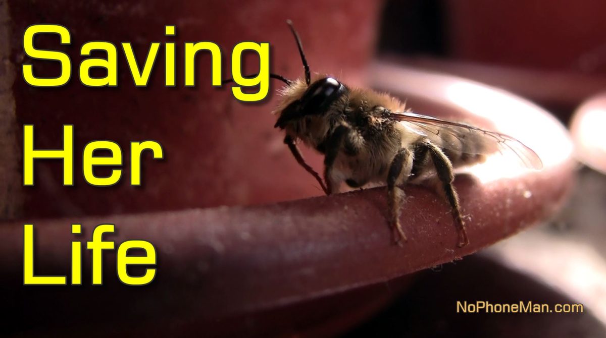 Mission to Save Life of Solitary Bee