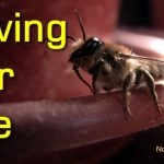 Mission to Save Life of Solitary Bee
