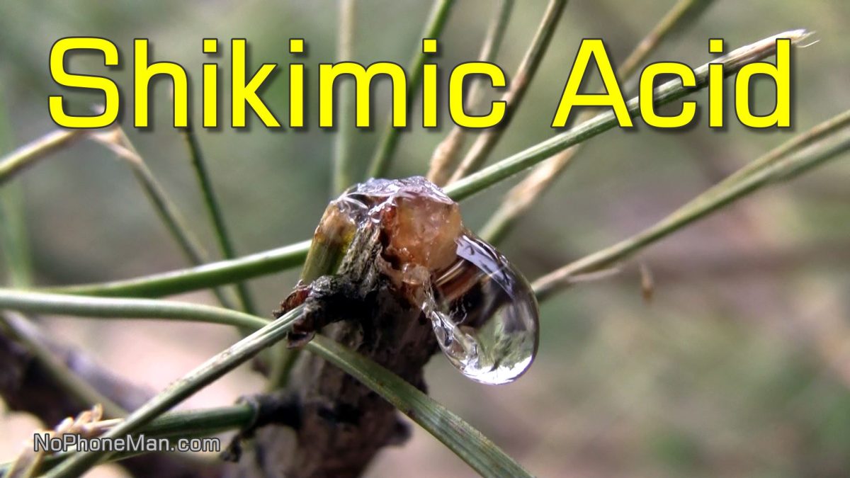 Shikimic Acid and Other Health Benefits of Pine Needle Tea