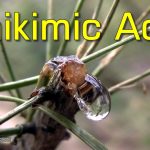 Shikimic Acid and Other Health Benefits of Pine Needle Tea