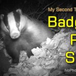 I Take Hike to Sett of Badger Pair, Trail Cam Footage Shows Them Active in Winter