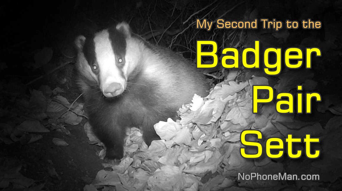 I Take Hike to Sett of Badger Pair, Trail Cam Footage Shows Them Active in Winter