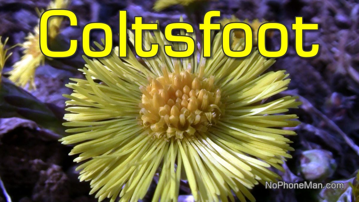 Coltsfoot (Tussilago Farfara) - How I Harvest and Use the Medicinal Plant for Health