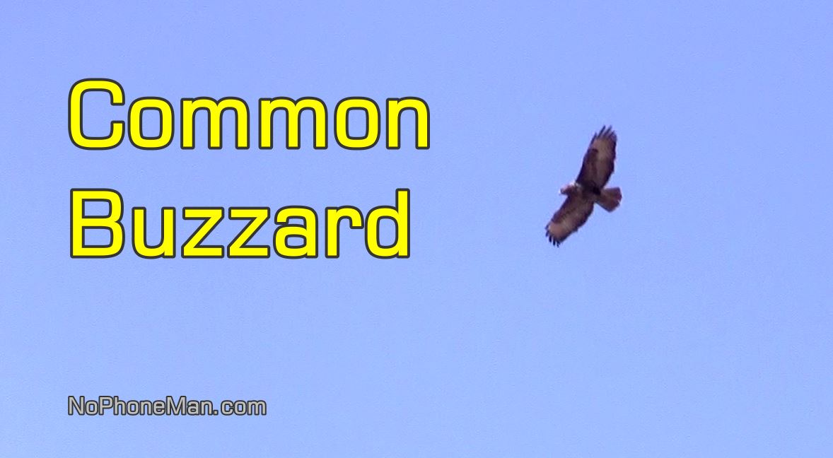 Common Buzzards Return from Migration, Flying Overhead and Making Calls