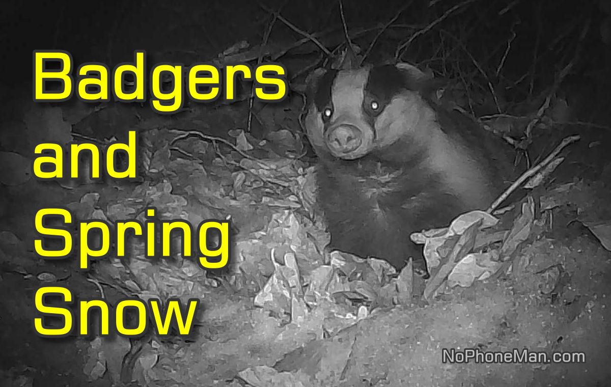 Trail Cam Footage of European Badgers After Early Spring Snow