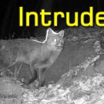 Intruding Fox Aggressively Attacks Smiley Vixen and Her Den
