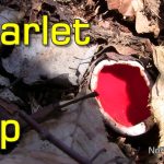 Scarlet Elf Cup (Sarcoscypha Austriaca) - How to Identify and Use This Edible Mushroom