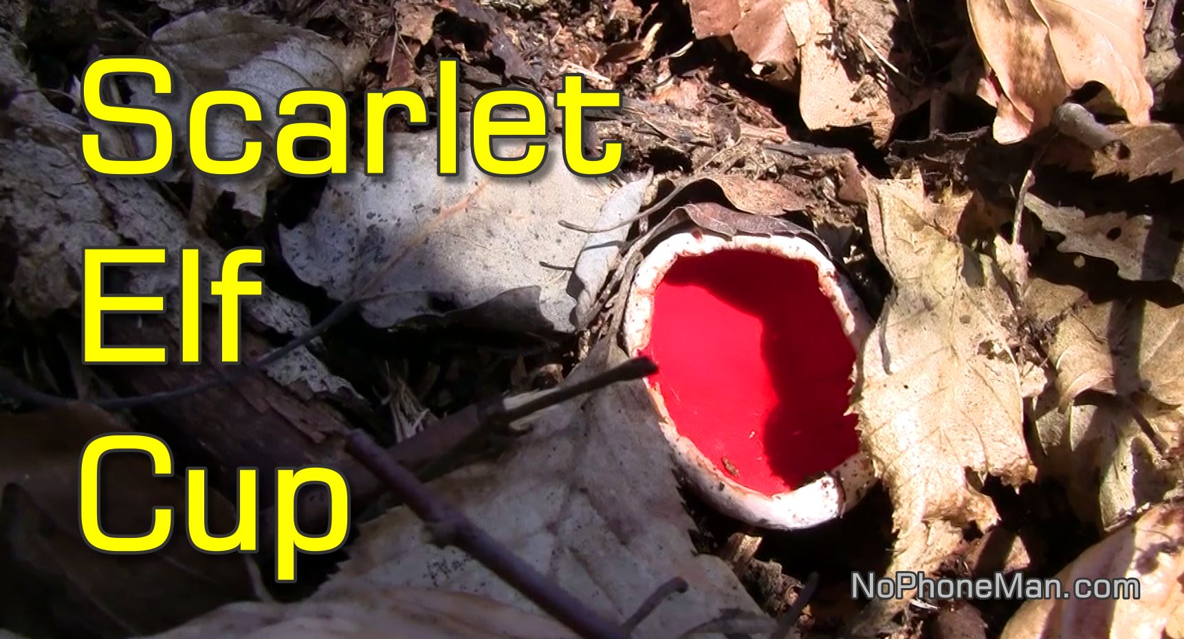 Scarlet Elf Cup (Sarcoscypha Austriaca) How to Identify and Use This