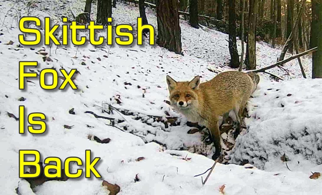 Skittish Red Fox Returns to Injured Badger Hole and Briefly Enters It Again