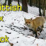 Skittish Red Fox Returns to Injured Badger Hole and Briefly Enters It Again