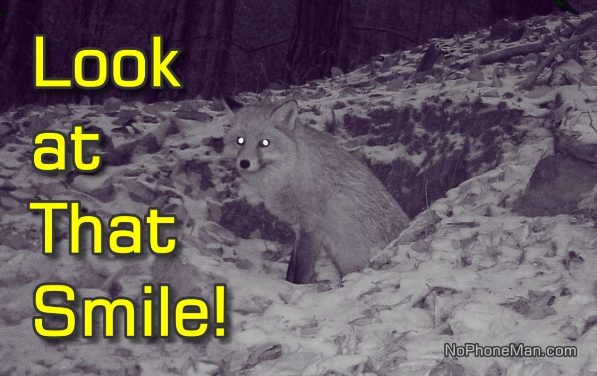 Smiley Vixen - Fox Who Dug Den Beside Injured Badger Hole Finally Captured on Camera