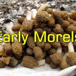 Early Morel (Verpa Bohemica) Season Is Here - How to Identify This Edible Mushroom