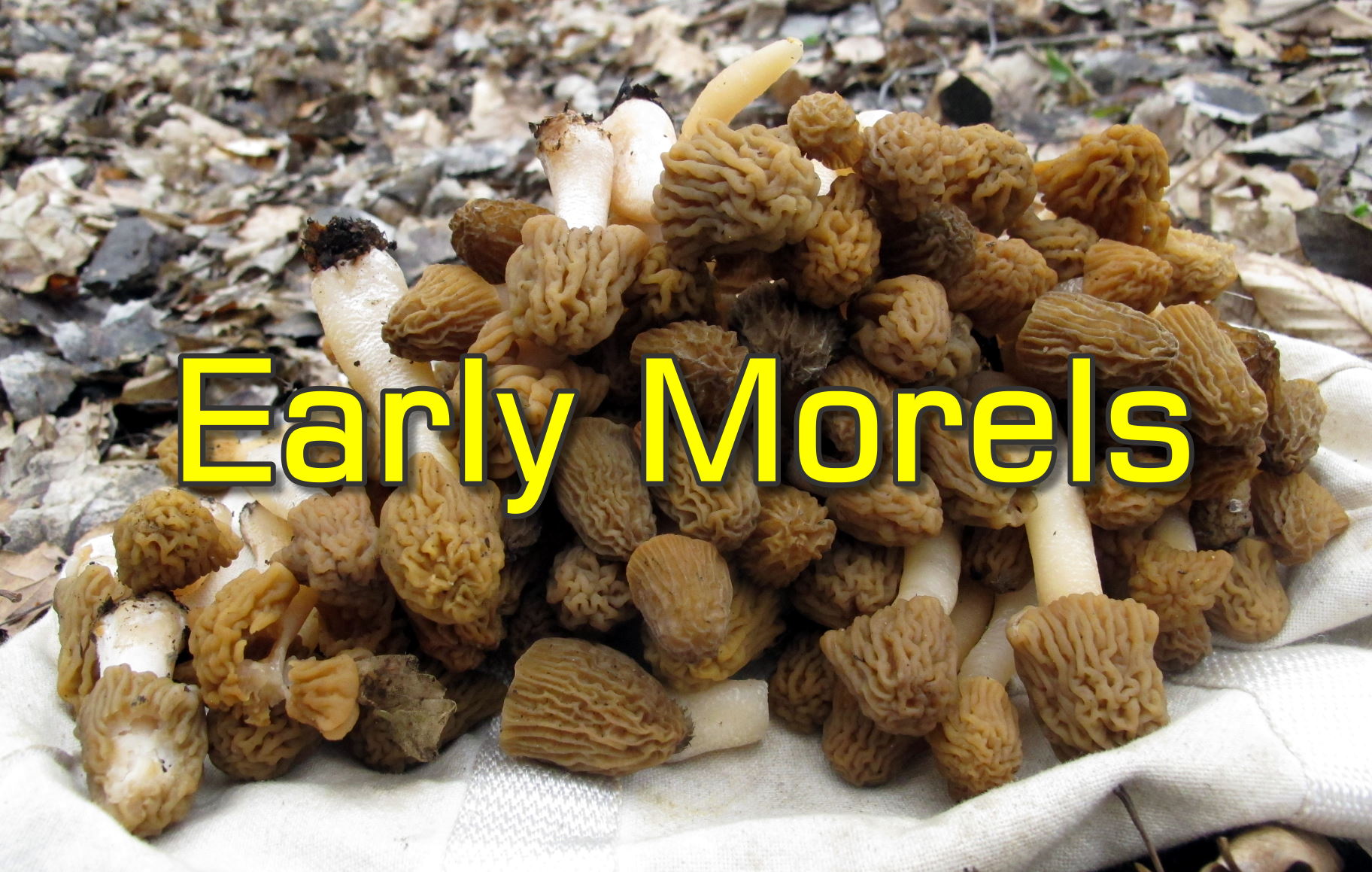 Early Morel (Verpa Bohemica) Season Is Here How to Identify This
