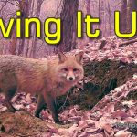 Smiley Vixen Lives It Up in Her Den, But Gets Visits from Other Foxes