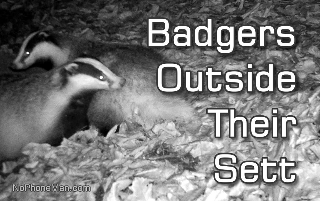 Trail Cam Footage of European Badger Pair Outside Their Sett