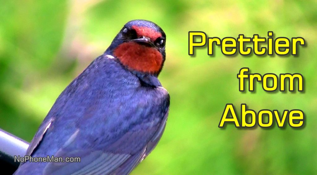 Videos of Barn Swallows from Birds Eye Perspective Show Their Beautiful Plumage