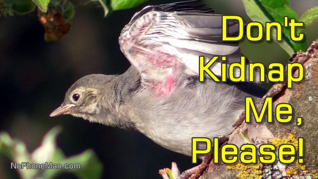 All About Fledglings and How to Avoid Kidnapping Wildlife