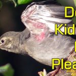 All About Fledglings and How to Avoid Kidnapping Wildlife