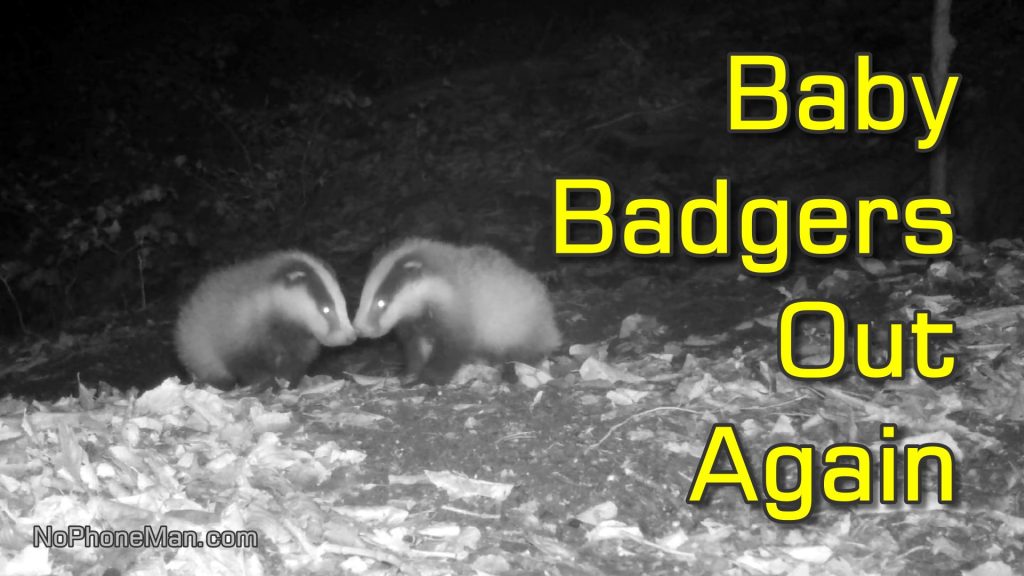 Baby Badgers Come Out of Sett Again and Play on Their Own While Mother Drags Leaves Inside